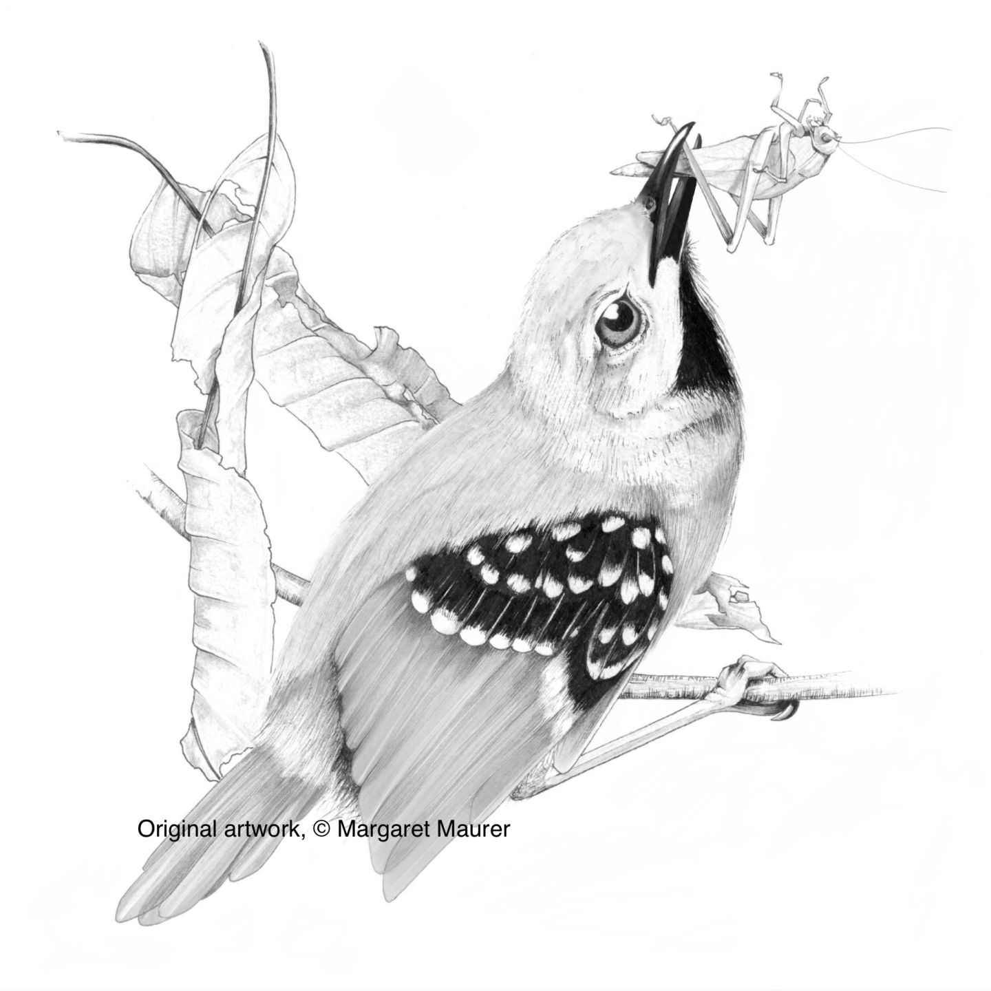 maurer illustration